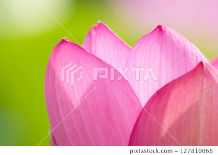 Beautiful lotus petals 127810068