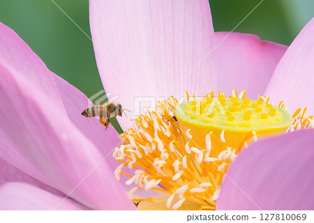 蜜蜂棲息在蓮花上 蜜蜂棲息在蓮花上 127810069