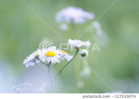 White halzion 127810074