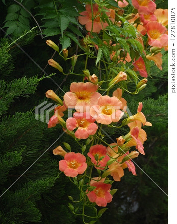 新手kazura的花 127810075