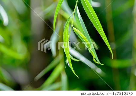 Salix babylonica var or pekinensis or Pendula or Weeping Willow or Salix babylonica L, SALICACEAE 127810170