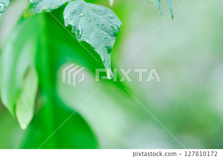 Cork tree, Indian cork tree or Millingtonia hortensis Linn or BIGNONIACEAE and rain droplet 127810172