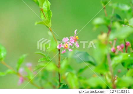 Acerola, Barbados Cherry or glabra or Malpighia or Malpighia glabra or malpighia punicifolia or Manzanita, Marcello Malpighi or Wild Crapemyrtle Acerola, Barbados Cherry or glabra or Malpighia or Malpighia glabra or malpighia punicifolia or Manzanita, Marcello Malpighi or Wild Crapemyrtle 127810211