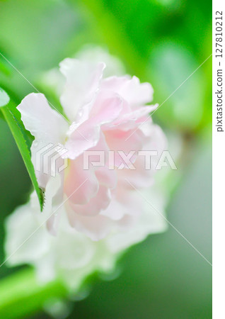 pink rose or Garden roses , zaide rose or William Christie Rose or Mary Rose or Rosa damascena Mill or Rose or Damask rose or Rosaceae pink rose or Garden roses , zaide rose or William Christie Rose or Mary Rose or Rosa damascena Mill or Rose or Damask rose or Rosaceae 127810212