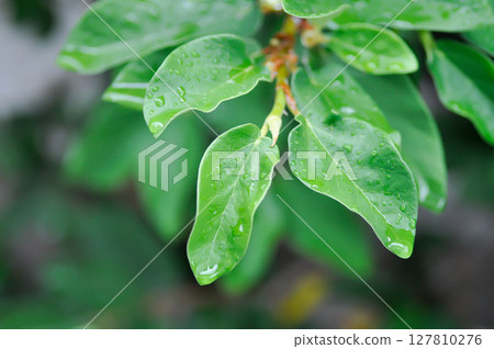 ficus pumila or climbing fig or MORACEAE and rain droplet ficus pumila or climbing fig or MORACEAE and rain droplet 127810276