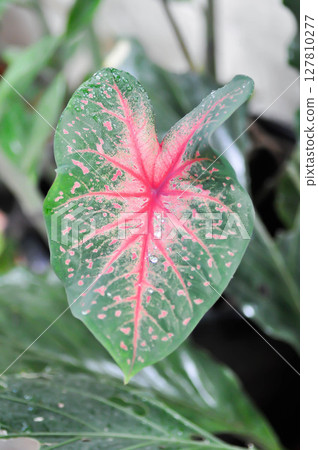 Caladium, Caladium Bicolor Vent or Caladium bicolor and rain raindrop 127810277
