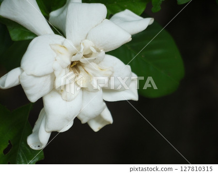 熱帶的白花 127810315