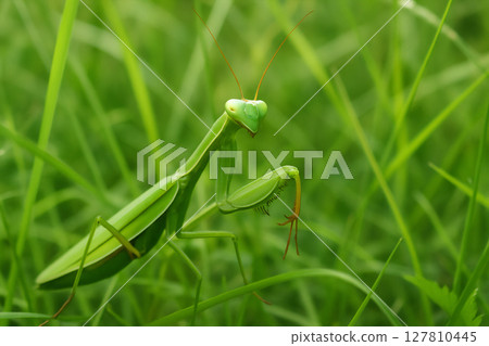 禾本科植物 127810445