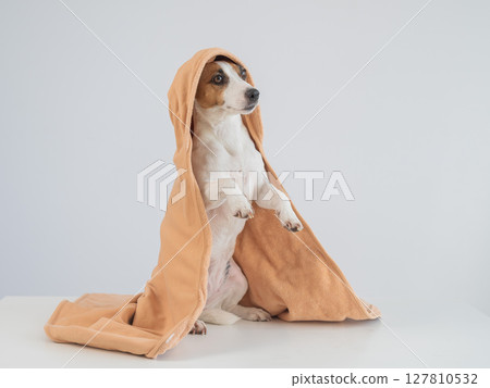 Jack Russell Terrier dog wrapped in towel on white background. Jack Russell Terrier dog wrapped in towel on white background. 127810532