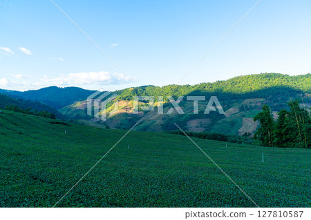 tea plantation and green tea plantation tea plantation and green tea plantation 127810587