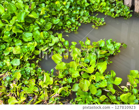 Water hyacinth floating in the river Water hyacinth floating in the river 127810923