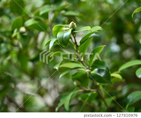 清新綠色形象（生態：SDGs等） 127810976