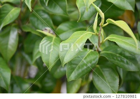 清新綠色形象（生態：SDGs等） 127810981