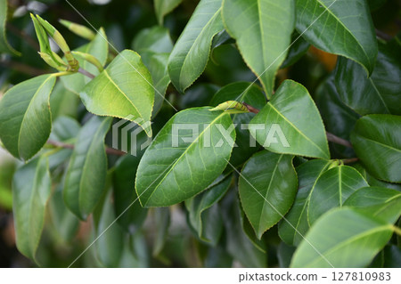 Fresh green image (ecology: SDGs, etc.) Fresh green image (ecology: SDGs, etc.) 127810983