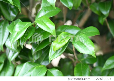 清新綠色形象(生態:SDGs等) 清新綠色形象(生態:SDGs等) 127810997