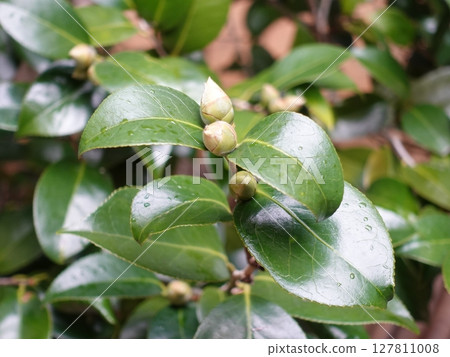 清新綠色形象（生態：SDGs等） 127811008