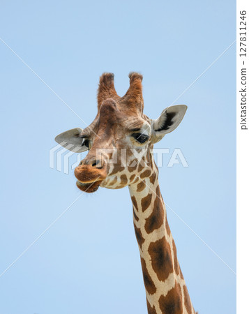 目光溫柔的長頸鹿 127811246