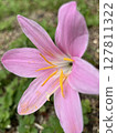 星狀花 127811322