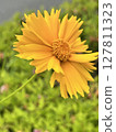 一朵花 127811323