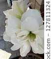 華麗的花瓣花 127811324