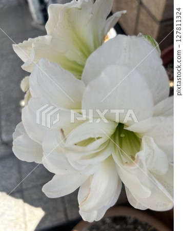 華麗的花瓣花 華麗的花瓣花 127811324