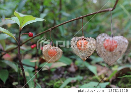Openwork Physalis at Mukojima Hyakkaen in Tokyo 127811326