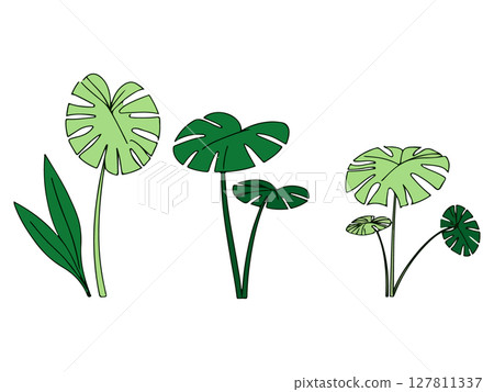Monstera Plant Illustrations 127811337