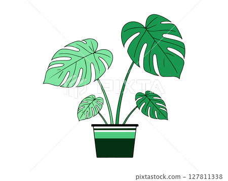 Monstera Plant Illustrations 127811338