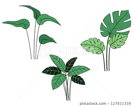 Monstera Plant Illustrations 127811339
