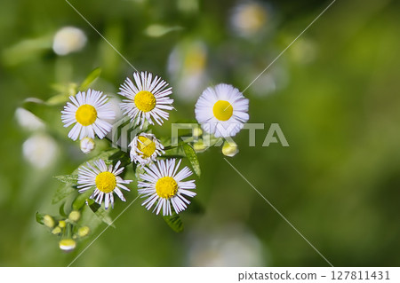 Haldione白花 Haldione白花 127811431