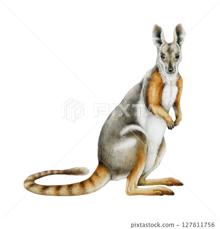 Yellow-footed rock-wallaby watercolor realistic illustration. Petrogale xanthopus Australian kangaroo native marsupial mammal. Hand drawn wallaby side view isolated on white background Yellow-footed rock-wallaby watercolor realistic illustration. Petrogale xanthopus Australian kangaroo native marsupial mammal. Hand drawn wallaby side view isolated on white background 127811756