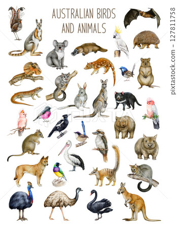 Australian various birds and animals hand drawn watercolor illustration set. Australia native mammals, avians, reptiles big painted collection on white background 127811758