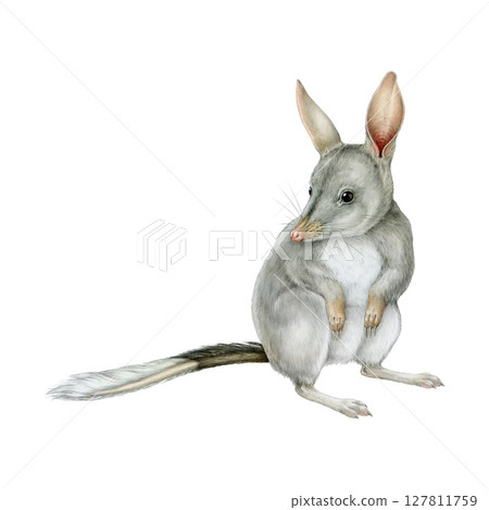 Greater bilby hand drawn realistic illustration. Macrotis lagotis Australia native marsupial mammal. Rabbit eared bandicoot Australian endangered animal vintage style illustration on white background 127811759
