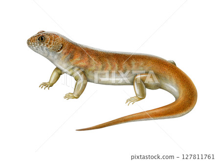 Great desert skink hand drawn illustration on white background. Liopholis kintorei Australia native bright reptile. Australian endemic desert lizard. Kintore's egernia endangered animal Great desert skink hand drawn illustration on white background. Liopholis kintorei Australia native bright reptile. Australian endemic desert lizard. Kintore's egernia endangered animal 127811761