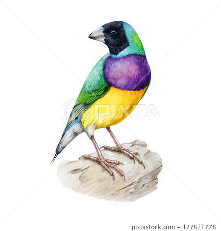 Gouldian finch bird on the tree branch watercolor illustration. Chloebia gouldiae Australia native avian. Bright small song bird Australian finch vintage style illustration on white background 127811778
