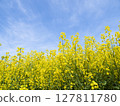 A composition looking up at rapeseed flowers in full bloom under a blue sky 127811780