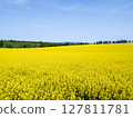 A field of rapeseed flowers spread across a vast expanse of land 127811781