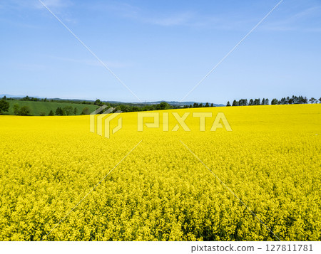 A field of rapeseed flowers spread across a vast expanse of land 127811781