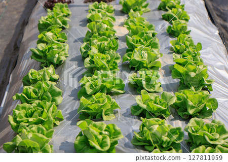 Farmers useplastic films for keep soil moisture and weed control in vegetable garden. Farmers useplastic films for keep soil moisture and weed control in vegetable garden. 127811959