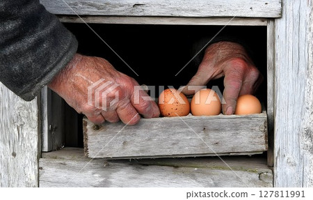 Weathered Hands Gathering Fresh Eggs from Rustic Coop 127811991