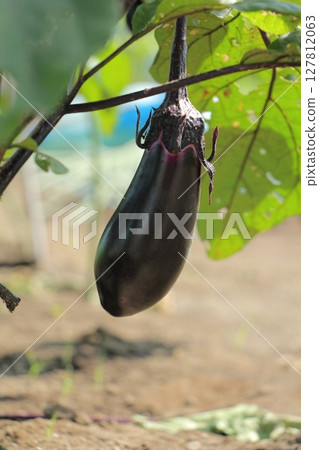 Cultivation of eggplant 127812063