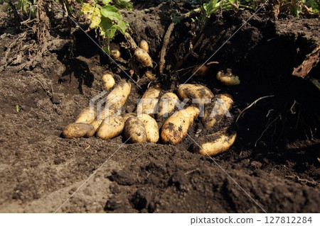 Potato harvest (make-in) 127812284