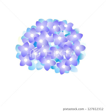 illustration of hydrangea 127812312