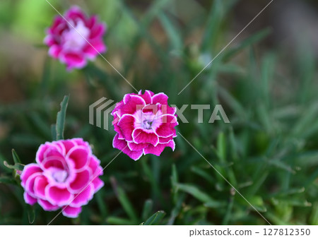 田野裡盛開的深粉色花朵 田野裡盛開的深粉色花朵 127812350