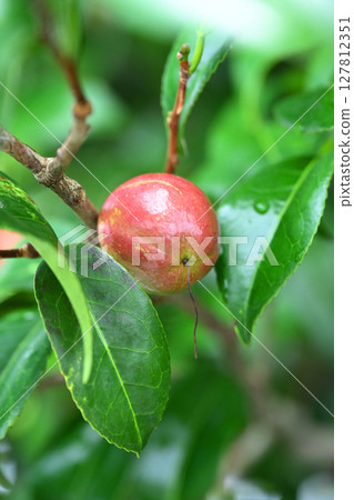 山茶果（山茶油原料）山茶油 127812351
