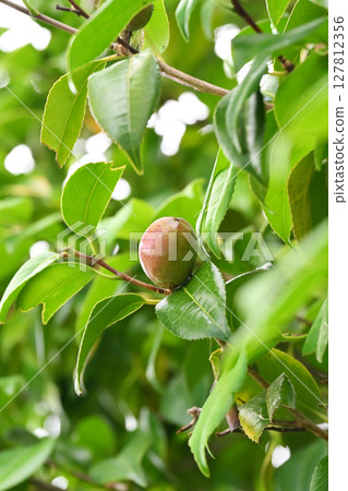 山茶果(山茶油原料)山茶油 山茶果(山茶油原料)山茶油 127812356