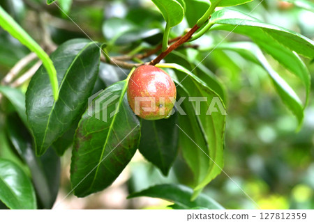 Camellia fruit (camellia oil, the raw material for camellia oil) 127812359