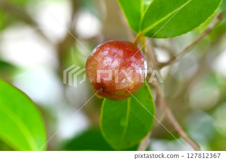 山茶果（山茶油原料）山茶油 127812367