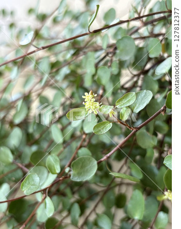 電線植物的小花 電線植物的小花 127812377