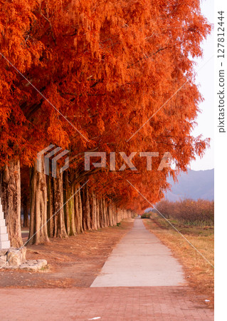 Fall Metasequoia Namiki 127812444